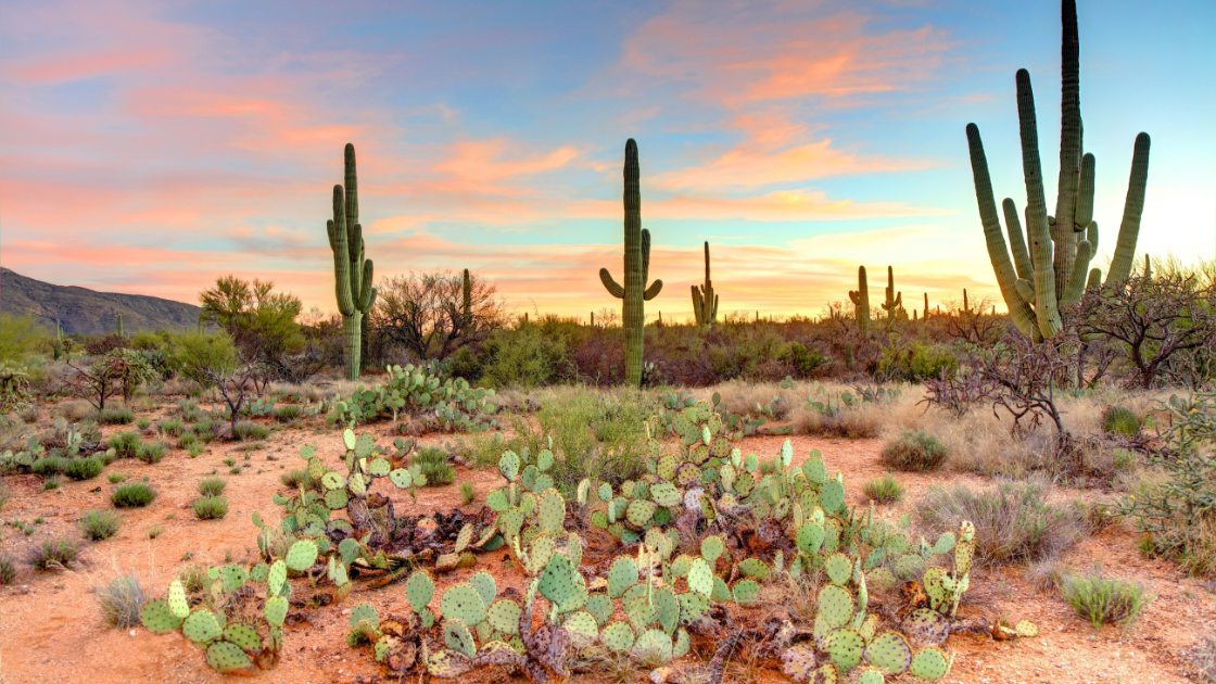 Sonoran desert at sunset